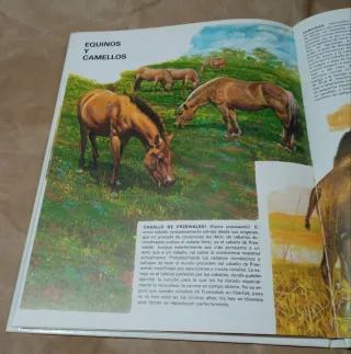 Vida Intima de Los Animales de la Jungla, Estep...