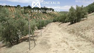 Casa rural en venta en Alcalá del Valle