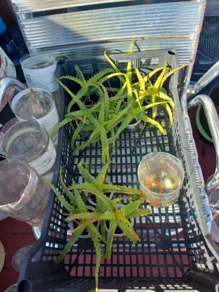 Plantas de exterior variadas