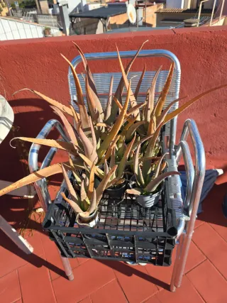 Plantas de exterior variadas