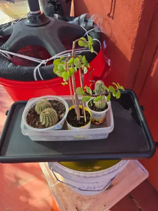 Plantas de exterior variadas