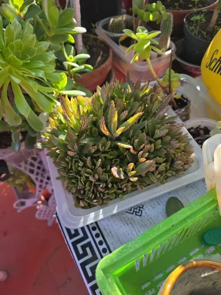 Plantas de exterior variadas