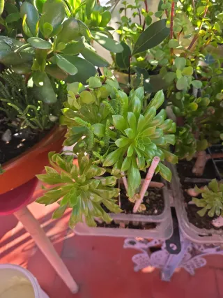 Plantas de exterior variadas