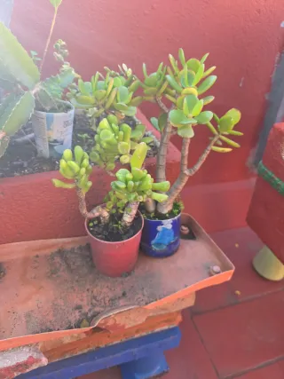 Plantas de exterior variadas