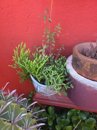 Plantas de exterior variadas