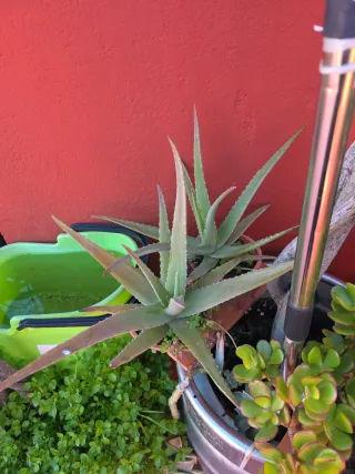 Plantas de exterior variadas