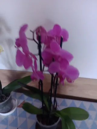 ORQUÍDEAS PHALAENOPSIS 3 VARAS, ÚLTIMA DISPONIBLE
