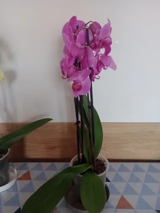 ORQUÍDEAS PHALAENOPSIS 3 VARAS, ÚLTIMA DISPONIBLE