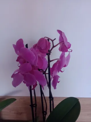 ORQUÍDEAS PHALAENOPSIS 3 VARAS, ÚLTIMA DISPONIBLE