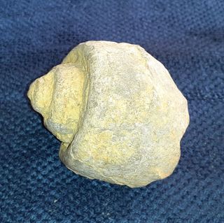 Fósil Gasterópodo pieza de 338 gr.