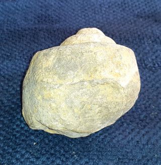 Fósil Gasterópodo pieza de 338 gr.