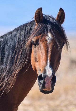 Retratos por encargo a lápiz