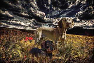 Retratos por encargo a lápiz