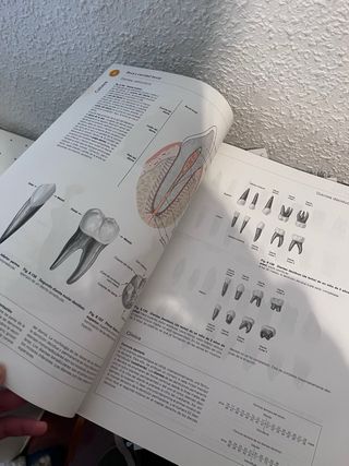 Sobotta. Atlas de anatomía humana vol 3: Cabeza...