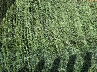 Seto artificial ocultación 1x3m (2 rollos)