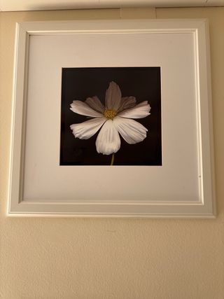 Cuadros de flores (5)