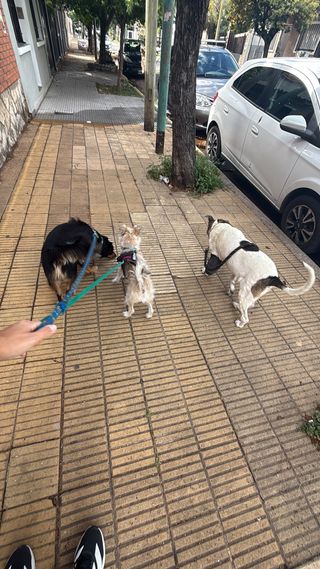 Cuido y paseo perros