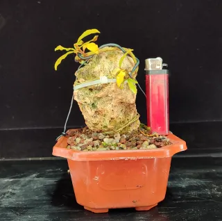 Pre bonsai granado NEJIKAN en roca