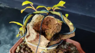 Pre bonsai granado NEJIKAN en roca