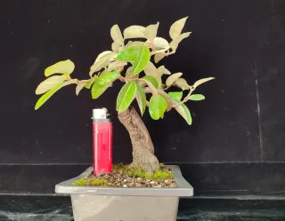 Pre bonsai ELEAGNUS
