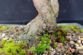 Pre bonsai ELEAGNUS