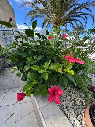 Piso en venta en Santa Úrsula