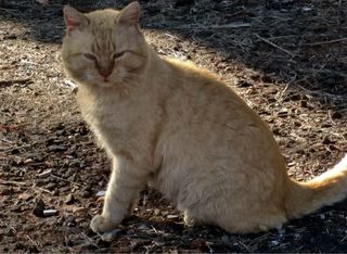 Cámara Canon A3400 IS Táctil