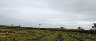 Casa rural en venta en Talavera la Real