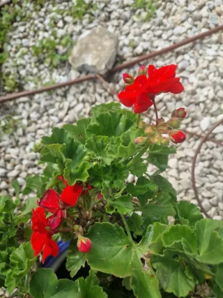 Geranio en maceta decorada