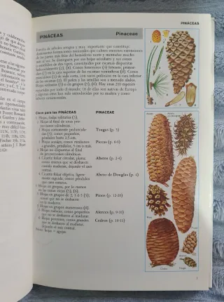 Árboles y arbustos de Europa