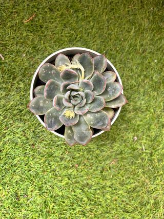 Planta Sansevieria con maceta