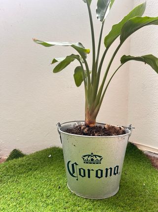 Planta Sansevieria con maceta