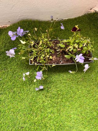 Planta Sansevieria con maceta