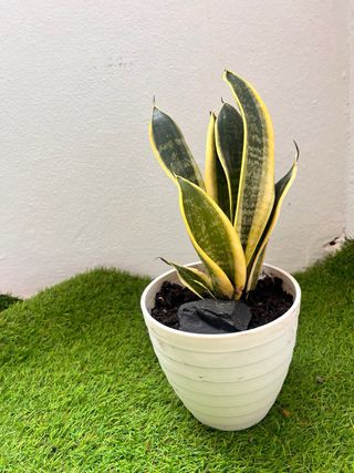 Planta Sansevieria con maceta