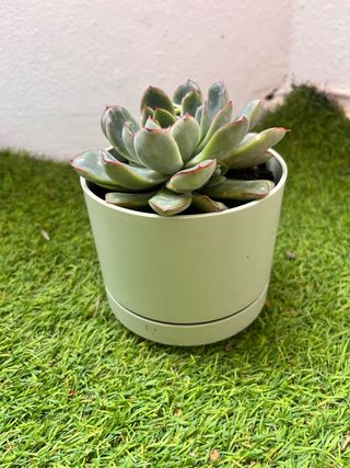 Planta Sansevieria con maceta