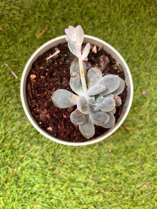 Planta Sansevieria con maceta