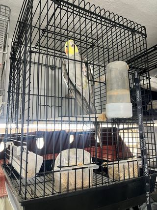 Jaula para loro o cotorra