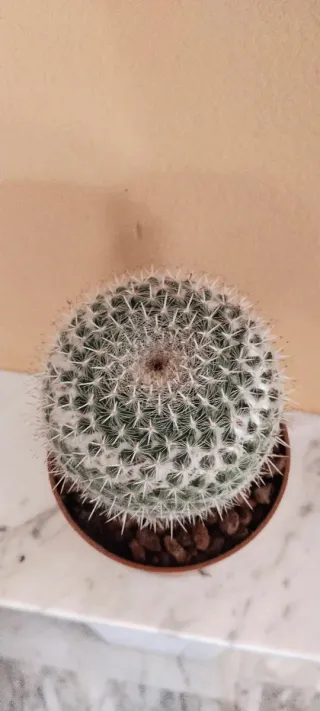 Cactus Mammillaria en maceta marrón