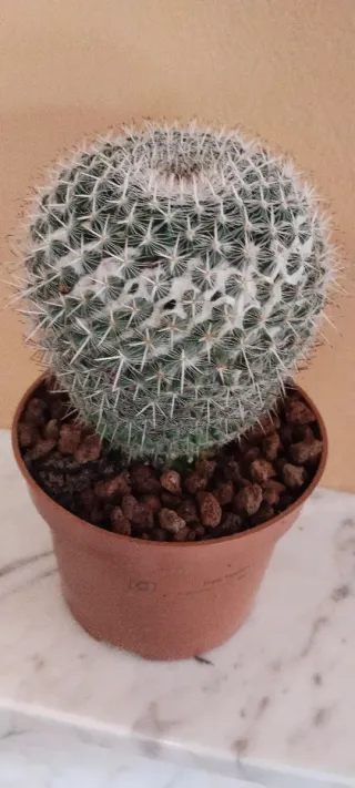 Cactus Mammillaria en maceta marrón