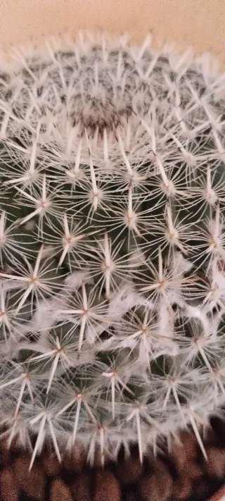 Cactus Mammillaria en maceta marrón