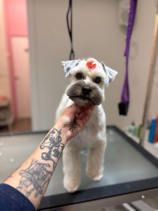 Paseadora y cuidadora de perros/gatos