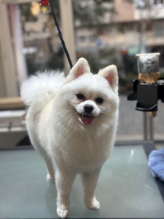 Paseadora y cuidadora de perros/gatos