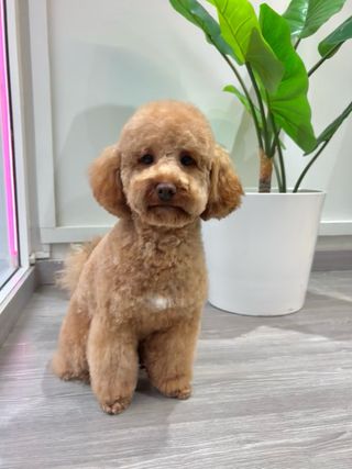 Paseadora y cuidadora de perros/gatos