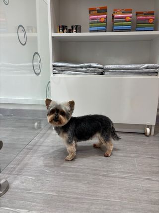 Paseadora y cuidadora de perros/gatos