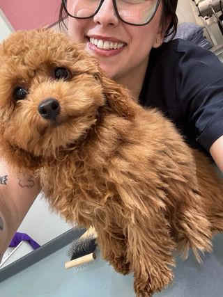 Paseadora y cuidadora de perros/gatos