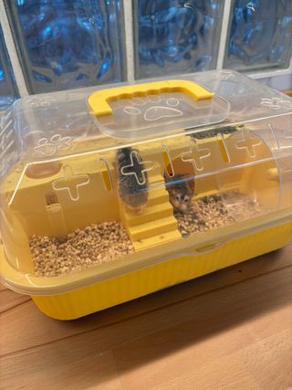 2 Hamster Roborowski + Cesta