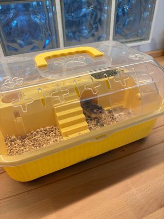 2 Hamster Roborowski + Cesta