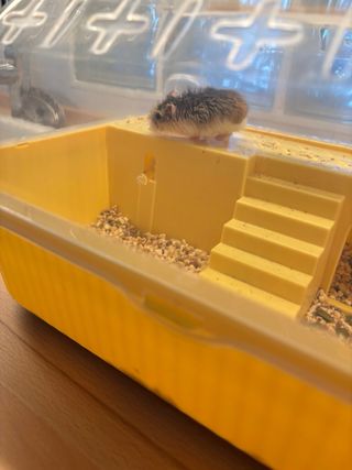 2 Hamster Roborowski + Cesta