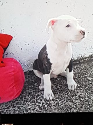 Figura Mascota Personalizada, también para cenizas