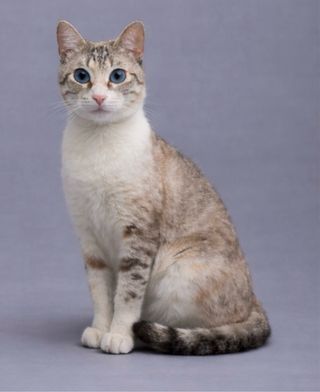 Figura Mascota Personalizada, también para cenizas